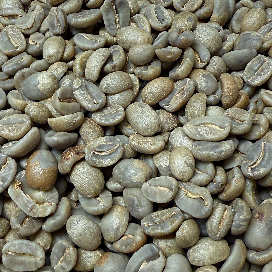Grano de Café verde Café SInapsis