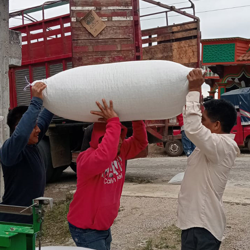 Montaña Tseltal – Tenejapa