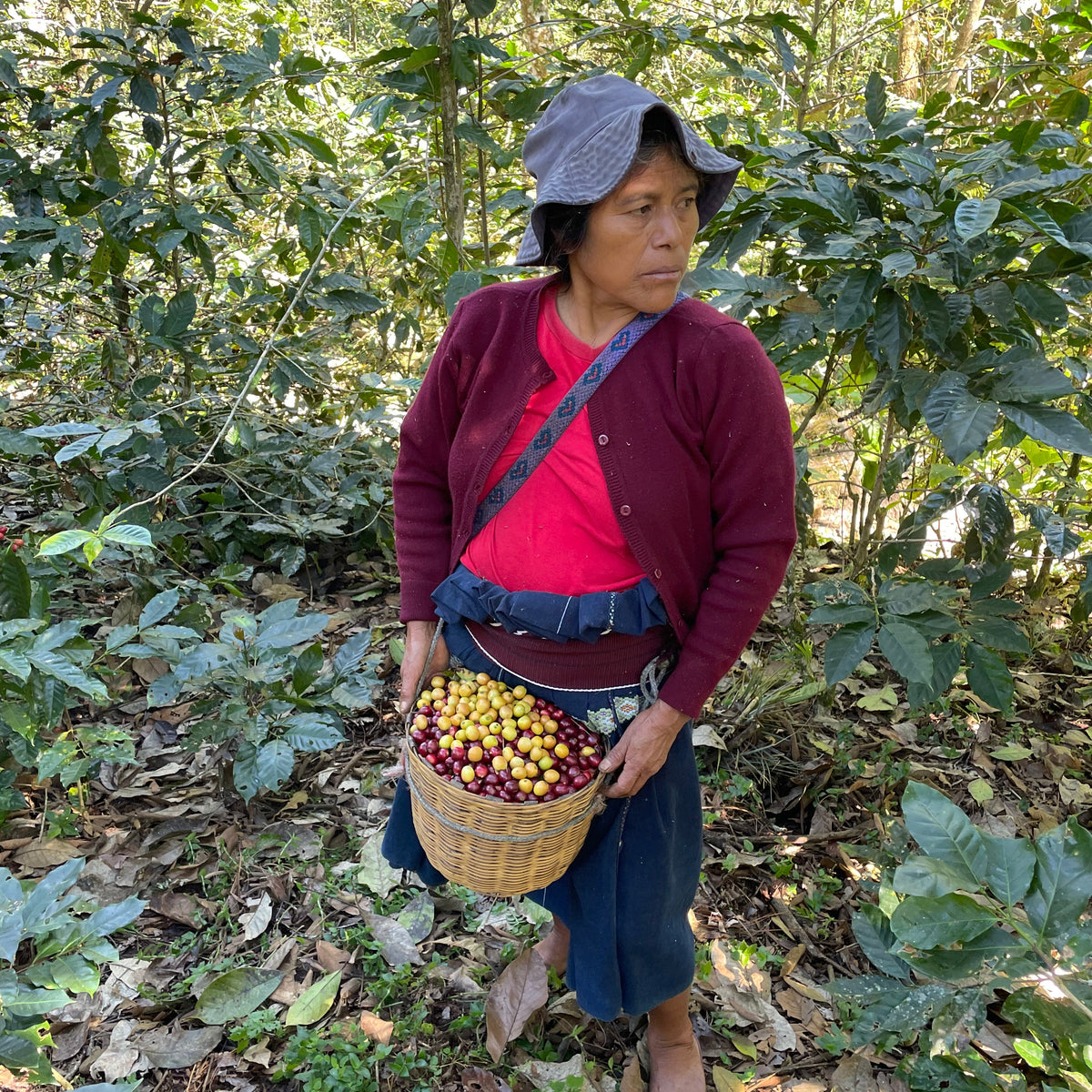 Mujer con cerezos de café recién recolectados